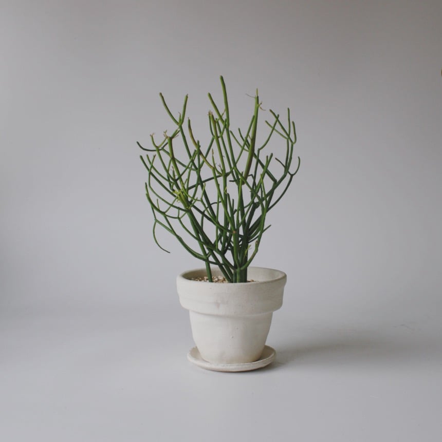 ミルクブッシュ | spi plants