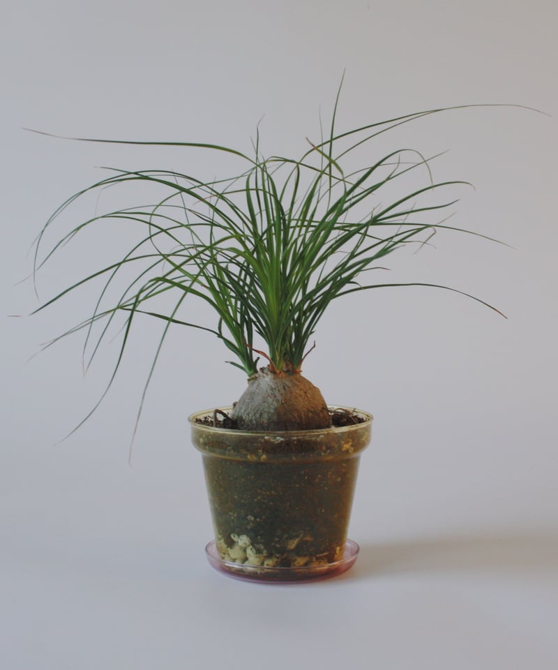 ノリナ | spi plants
