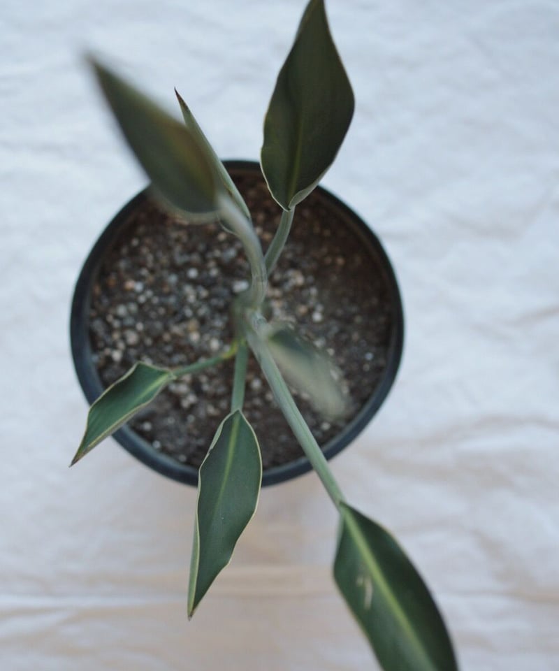 ストレリチア ノンリーフ | spi plants