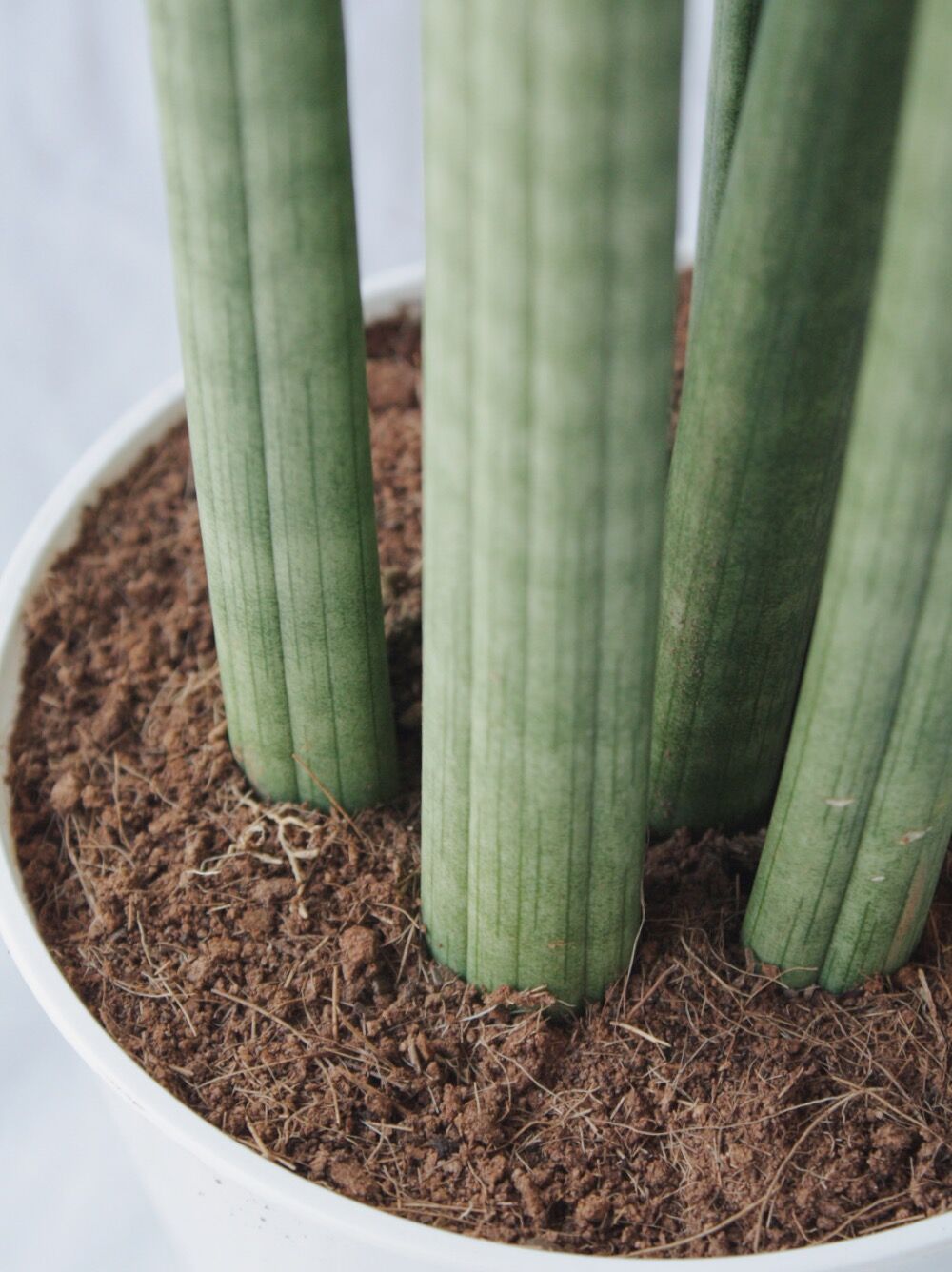 サンスベリア スタッキー | spi plants