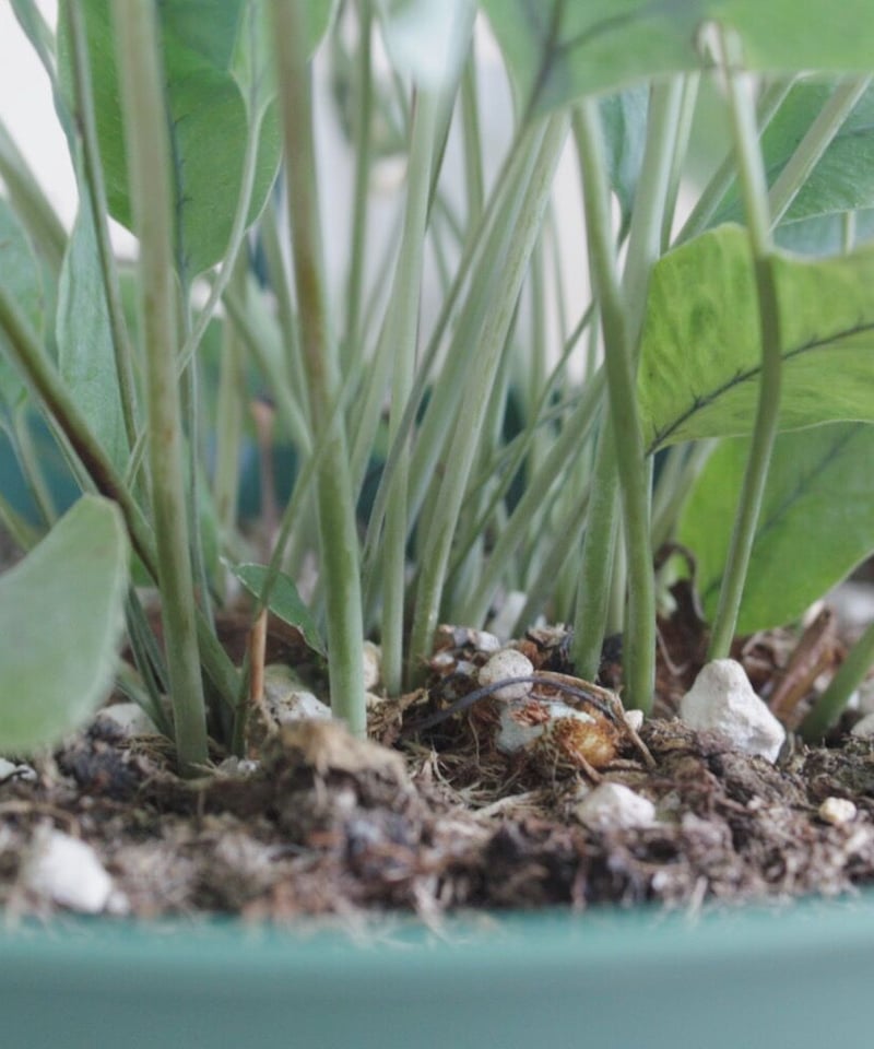フレポディウム オーレウムブルースター | spi plants
