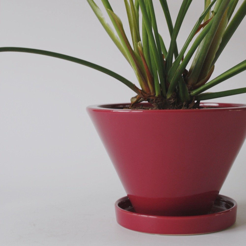 クッカバラ | spi plants