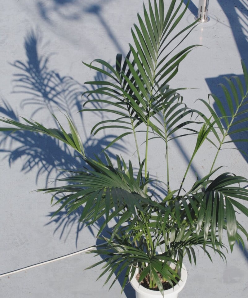 メキシコケンチャヤシ | spi plants