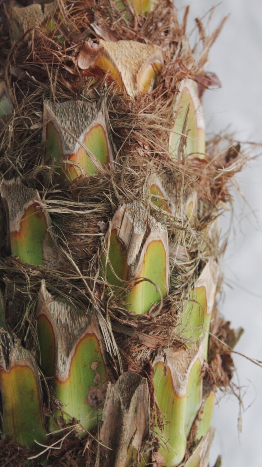 フェニックスロベレニー | spi plants