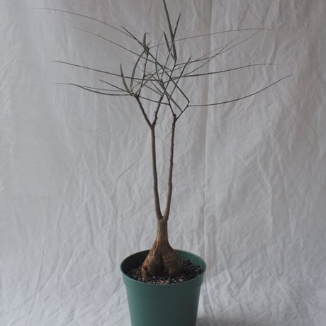 ボトルツリー | STORES