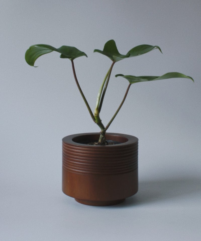 フィロデンドロン フロリダ | spi plants