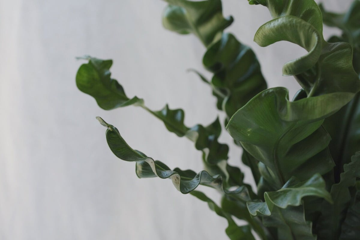 アスプレニウム タニワタリ プリカーツム・アカキ | spi plants