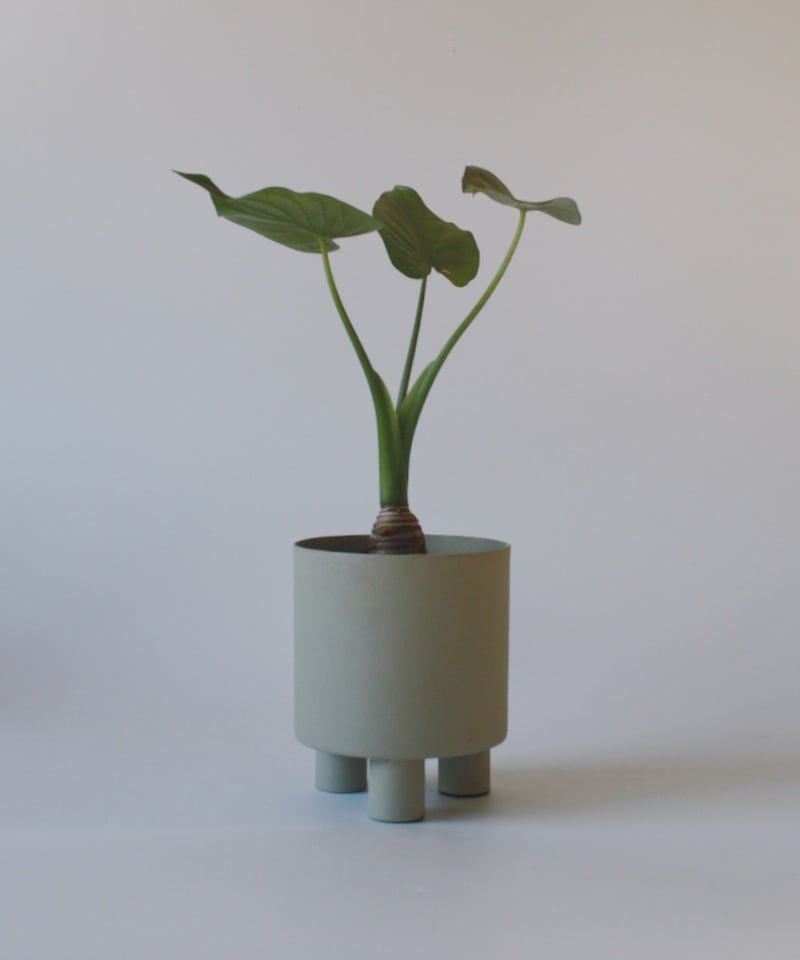 クワズイモ | spi plants