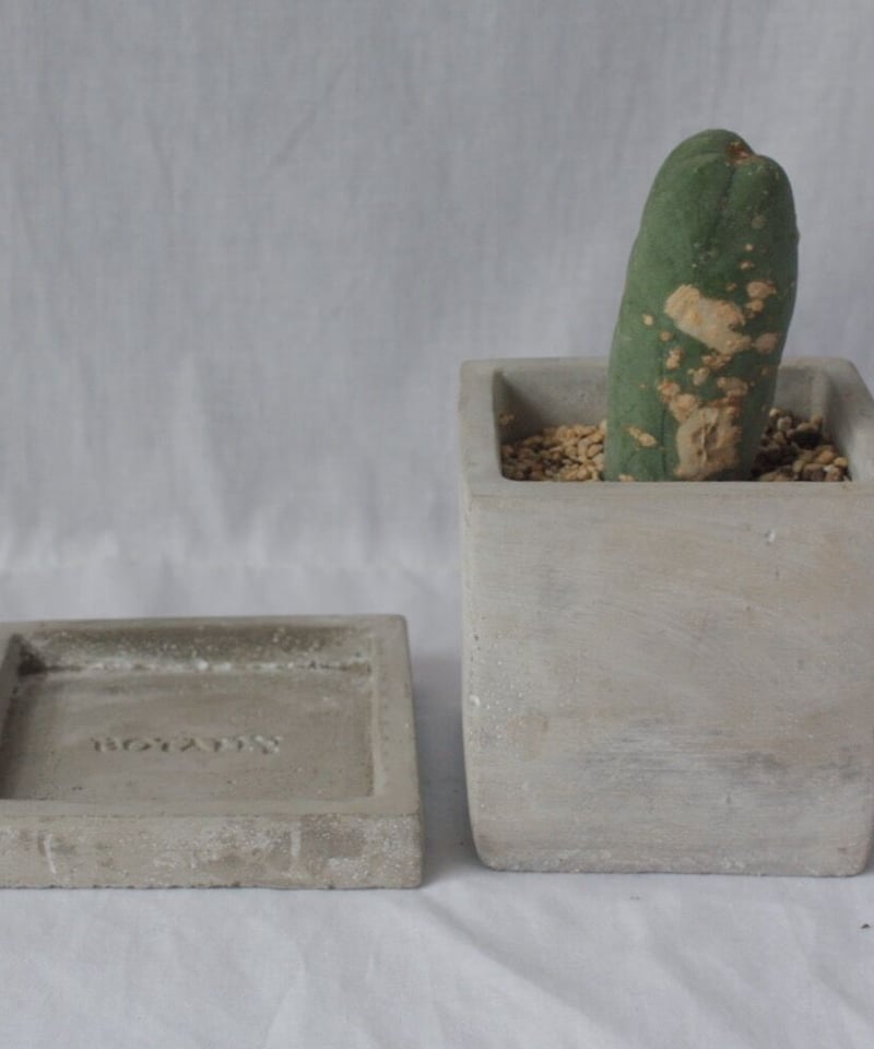 レア・トリコケレウス属 Psycho0(サイコノーツ) Hybrid E・HERO ネオス