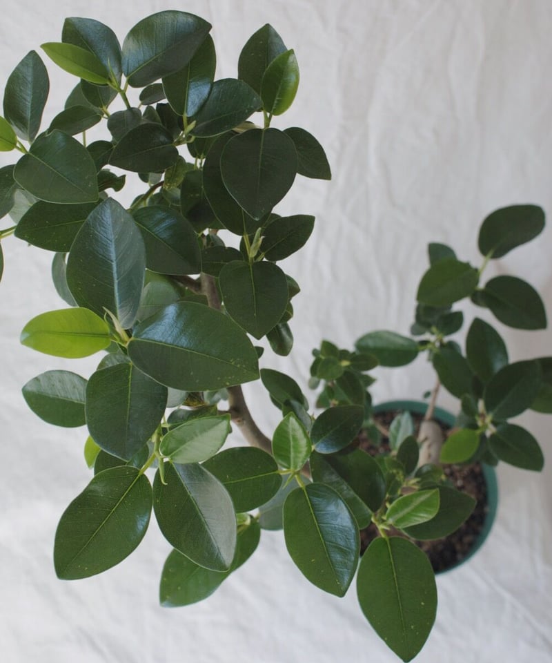 フィカス ルビギノーサ | spi plants