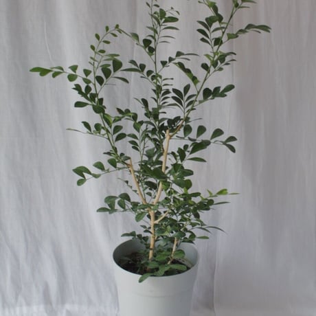 光触媒 人工観葉植物 フェイクグリーン パキラミルキーウェイ150FST