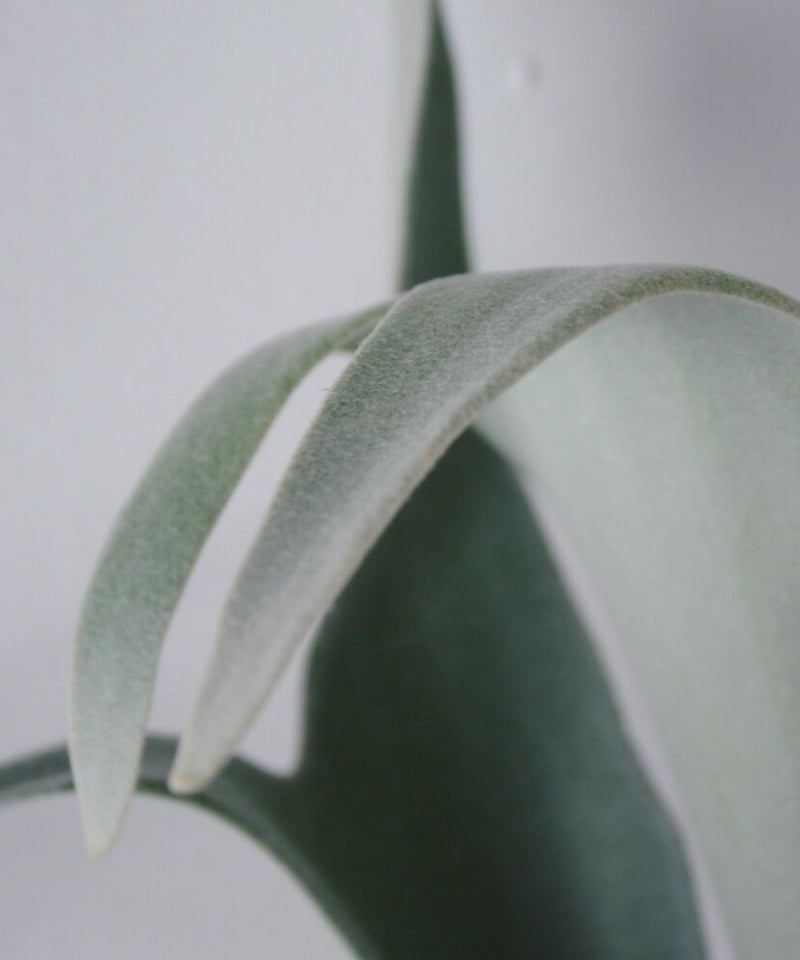 ビカクシダ ヴィーチ | spi plants