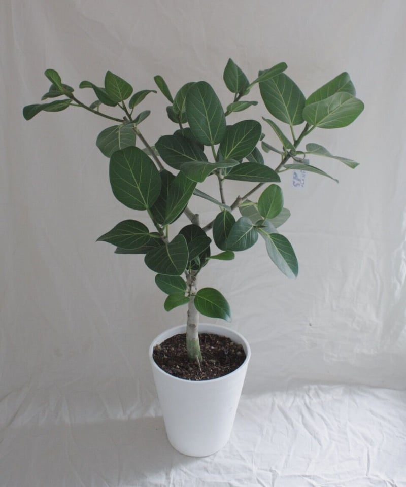 フィカス ベンガレンシス | spi plants