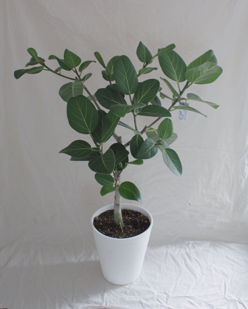 観葉植物 フィカス ベンガレンシス フィカス・ベンガレンシス [SOLDOUT]H145cm×W75cm 野生味溢れる