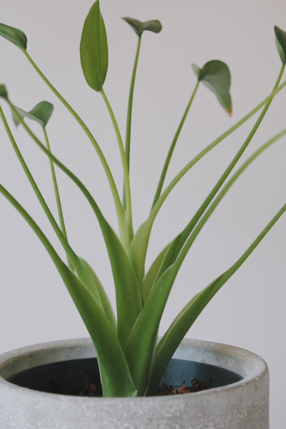 アロカシア　タイニーダンサー確認用 アロカシア タイニーダンサー確認用