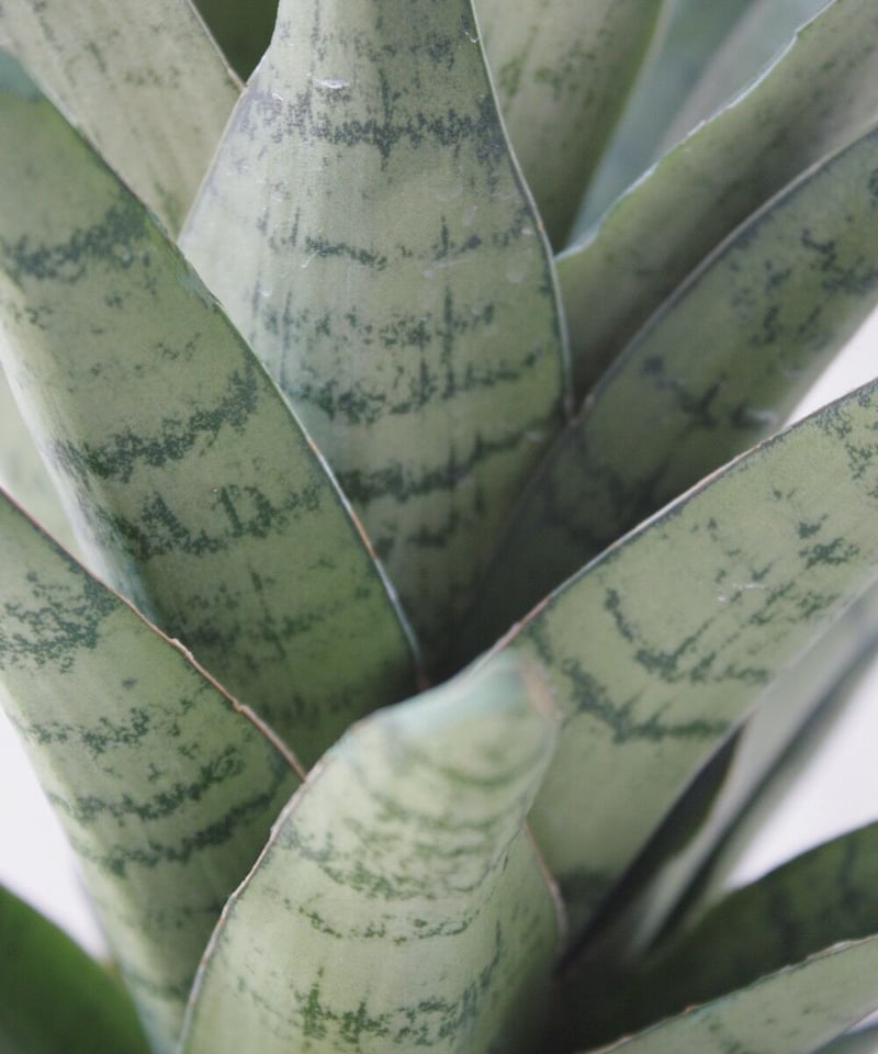 サンスベリア Ch15064 子株付き サンスベリア Ch15064 子株付き