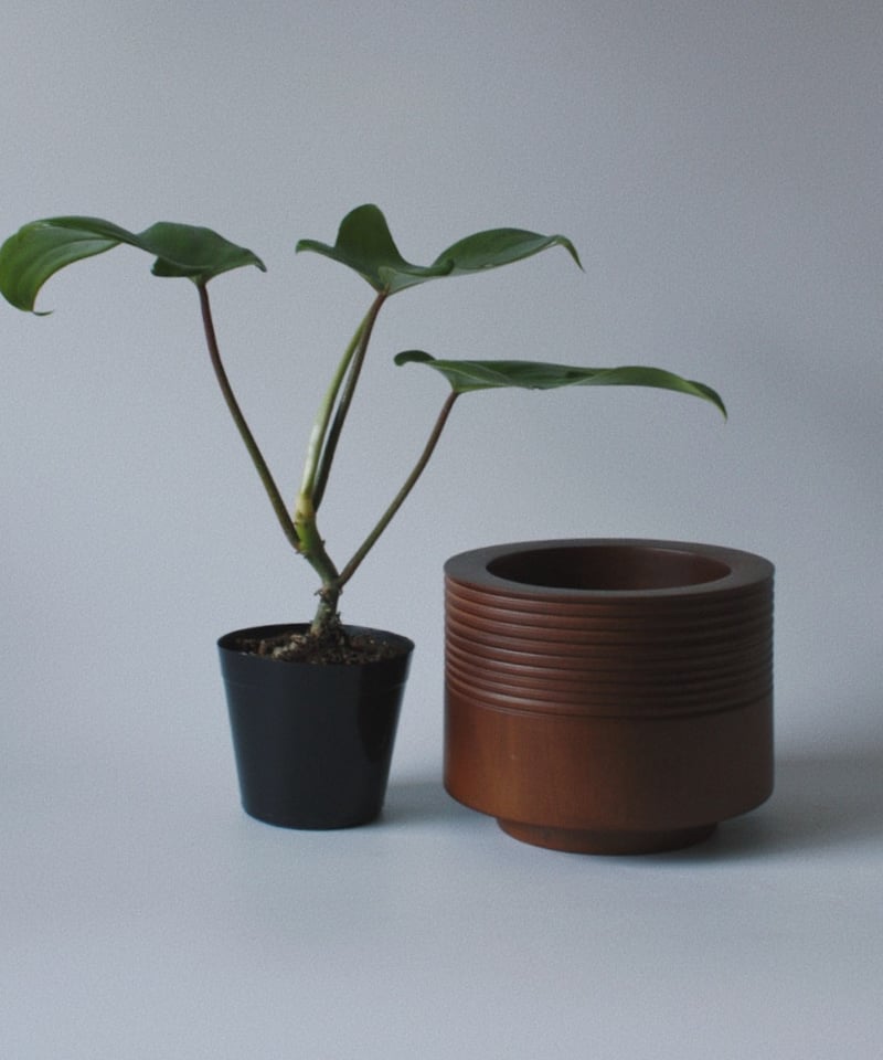 フィロデンドロン フロリダ | spi plants