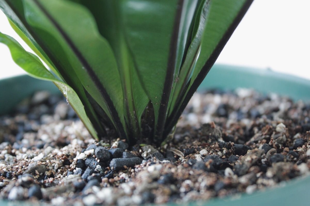 アスプレニウム タニワタリ プリカーツム・アカキ | spi plants