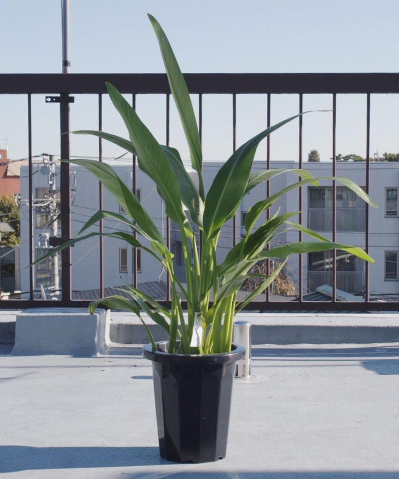 旅人の木 | spi plants