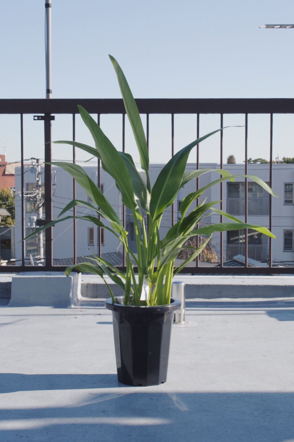 旅人の木 | spi plants