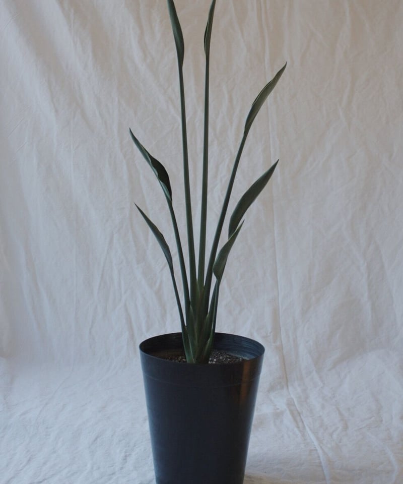 ストレリチア ノンリーフ | spi plants ストレリチア ノンリーフ | spi plants