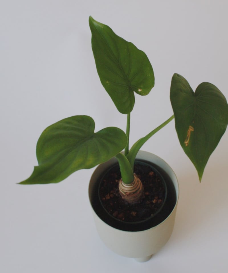 クワズイモ | spi plants