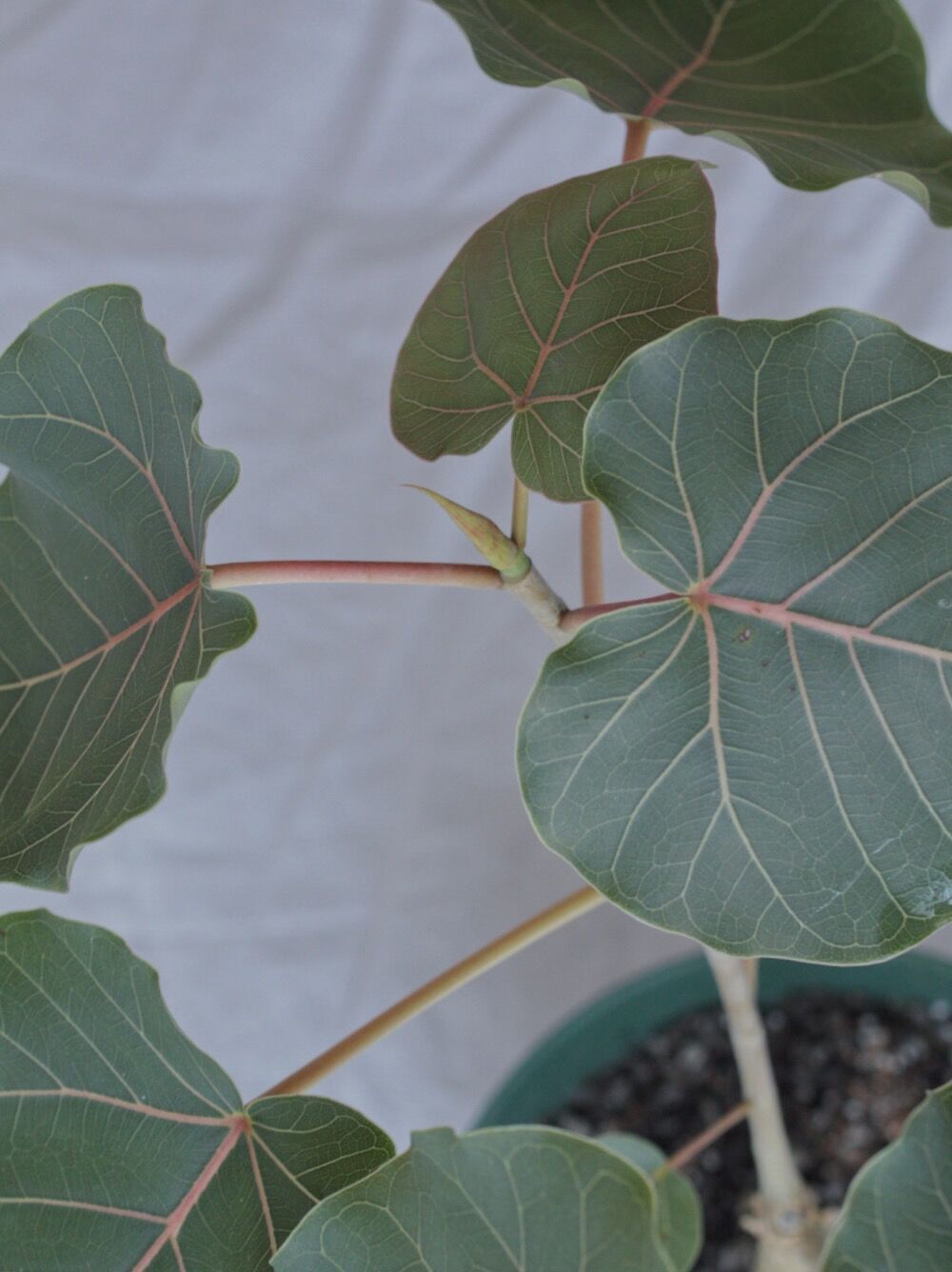 フィカス ペティオラリス | spi plants