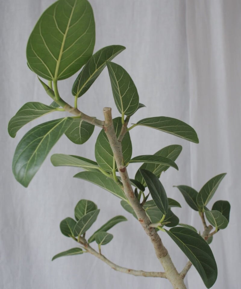 フィカス ベンガレンシス 144cm 気根 S-shaped フィカス ベンガレンシス 144cm 気根 S-shaped - メルカリ