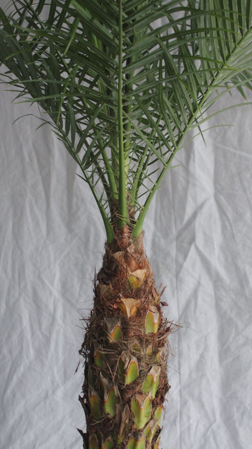 フェニックスロベレニー | spi plants