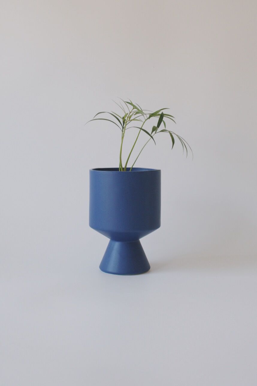 サイカス ディバオエンシス | spi plants