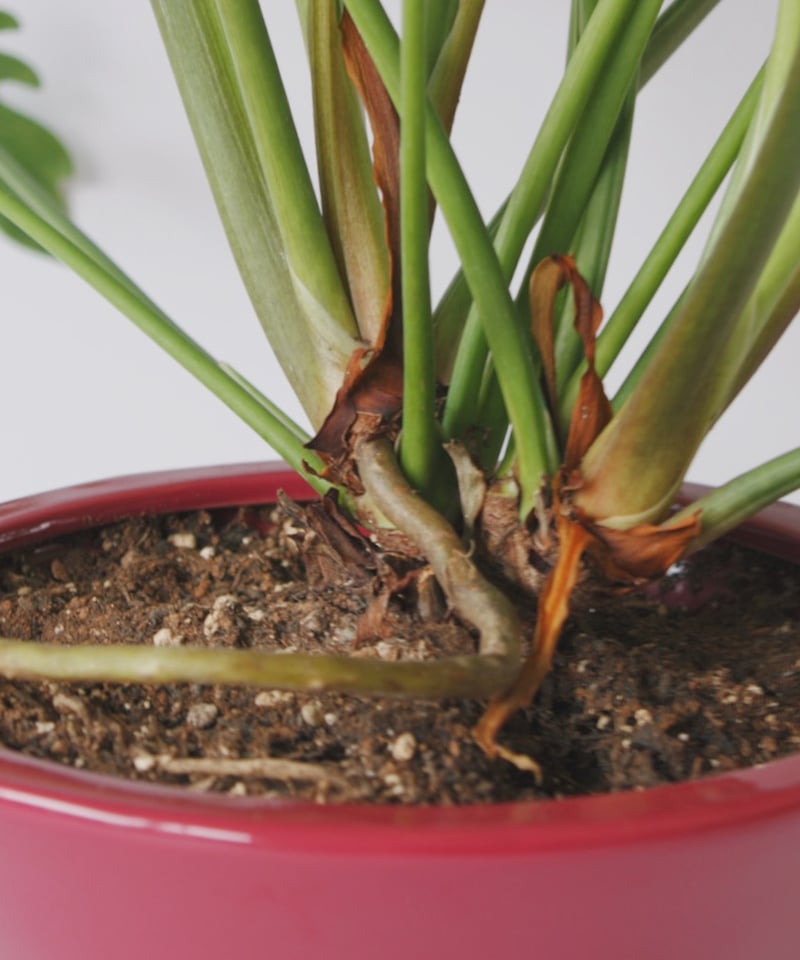 クッカバラ | spi plants