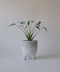 ストレリチア ノンリーフ | spi plants