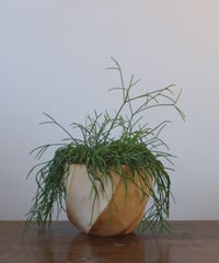 リプサリス