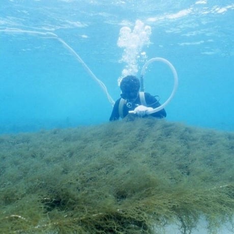 フコイダンブロードリンク