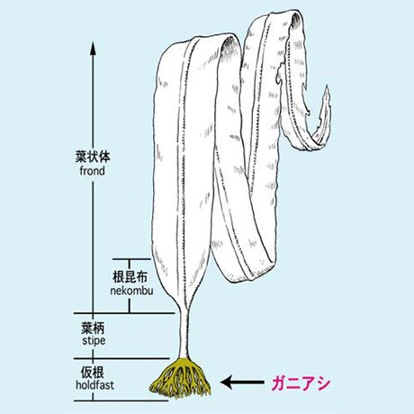 フコイダンZ 350粒