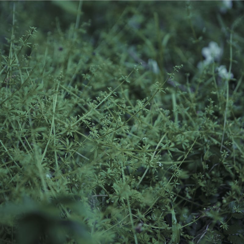 Chouchou merged syrups./clepsydra「白昼夢は色彩の無い」 |