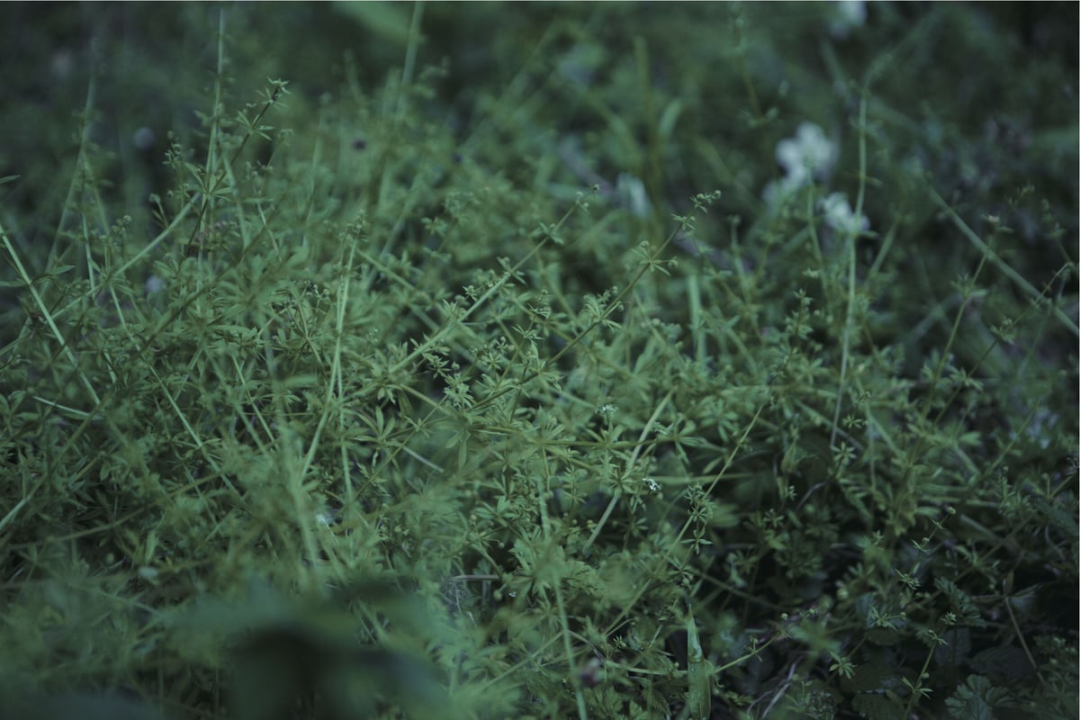 Chouchou merged syrups./clepsydra「橙鳴る」 | zankyo