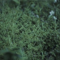 Chouchou merged syrups./clepsydra「橙鳴る」 | zankyo