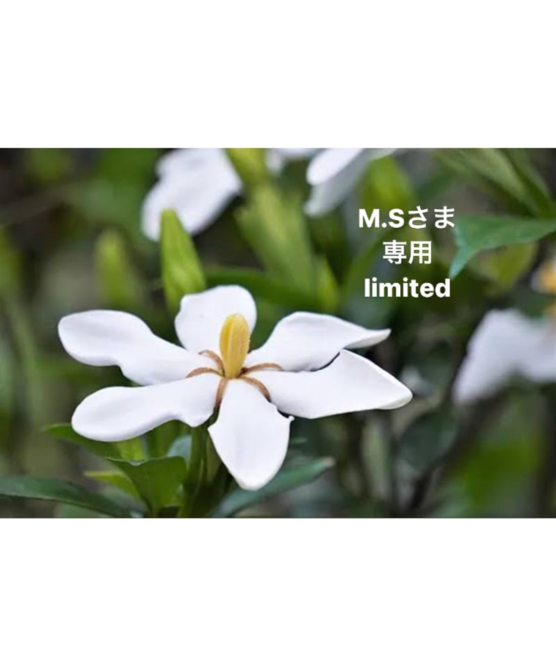 M.Sさま専用ページ | BlueOnionStore