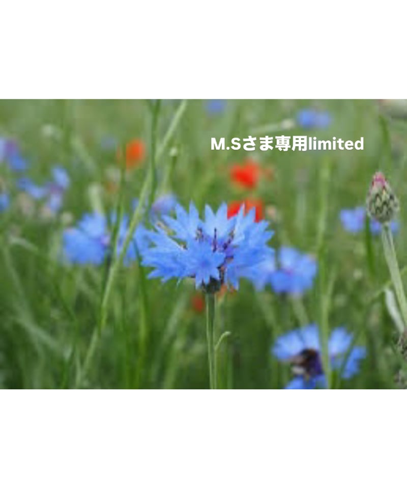 M.Sさま専用ページ | BlueOnionStore