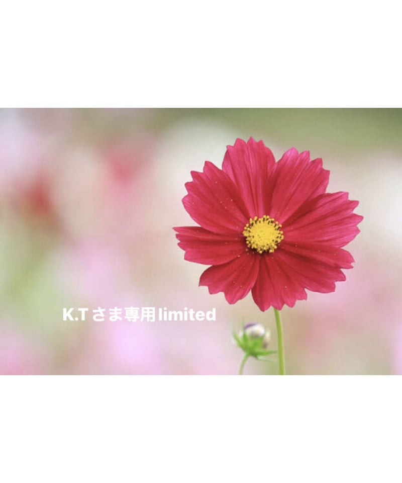 K.Tさま専用ページ | BlueOnionStore