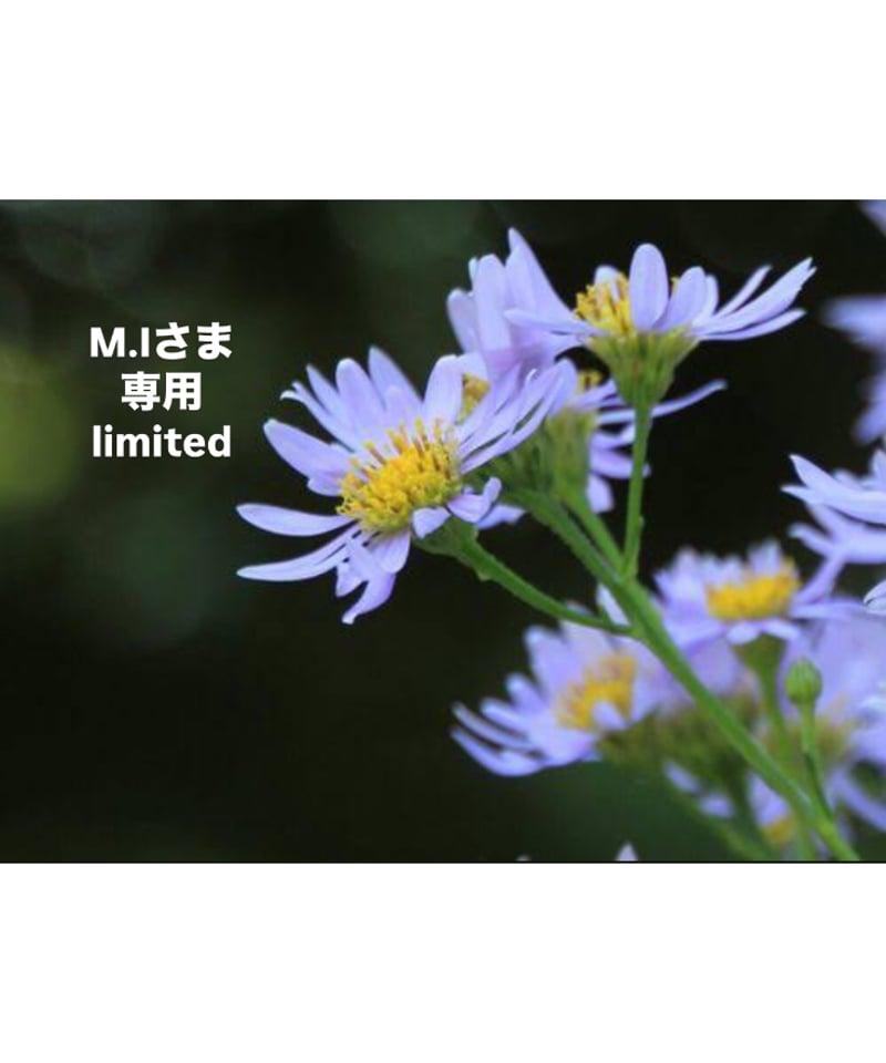 M.Iさま専用ページ | BlueOnionStore 