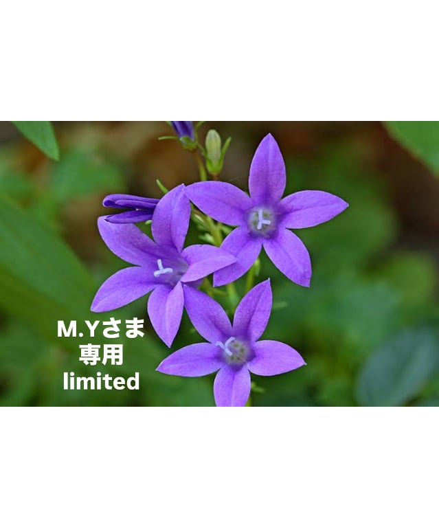 myumyu**さま専用ページ M.Yさま専用ページ | BlueOnionStore