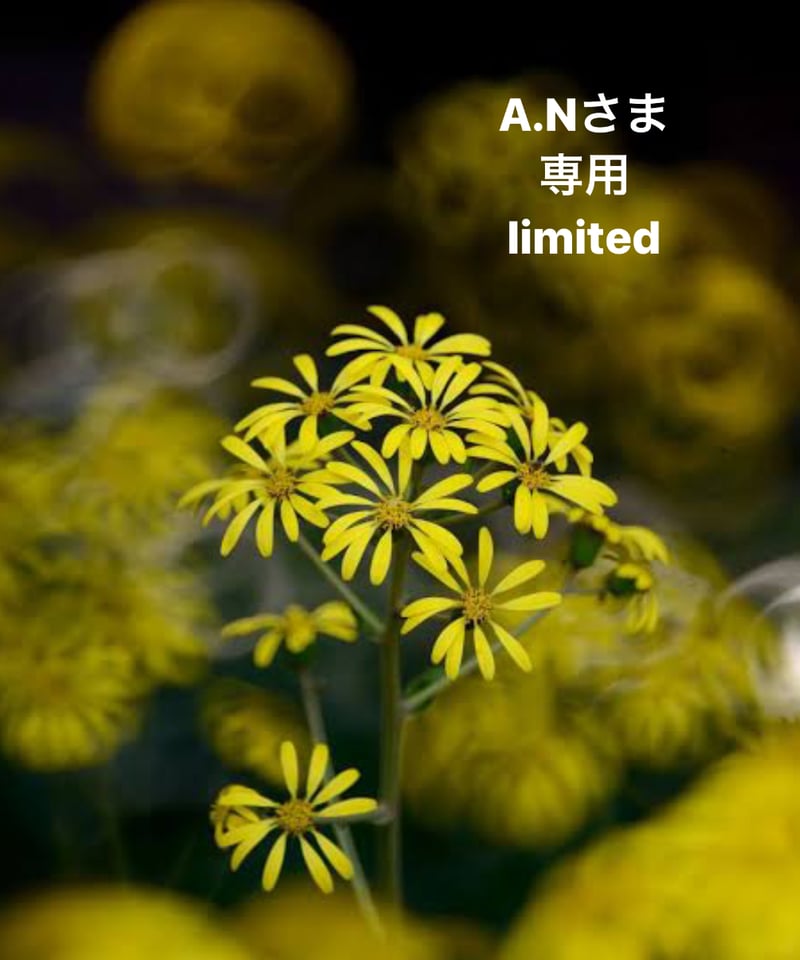 A.Nさま専用ページ | BlueOnionStore