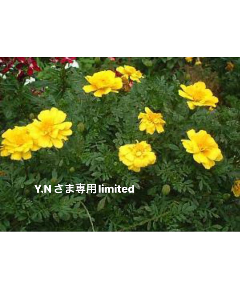 Y.Nさま専用ページ | BlueOnionStore
