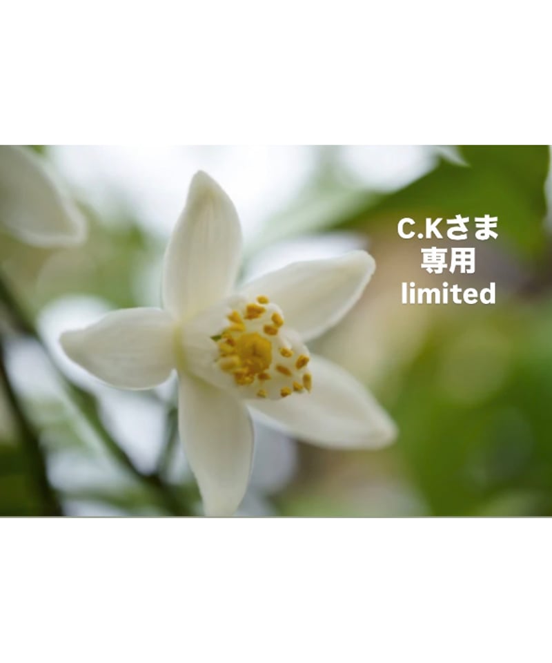 C.Kさま専用ページ | BlueOnionStore