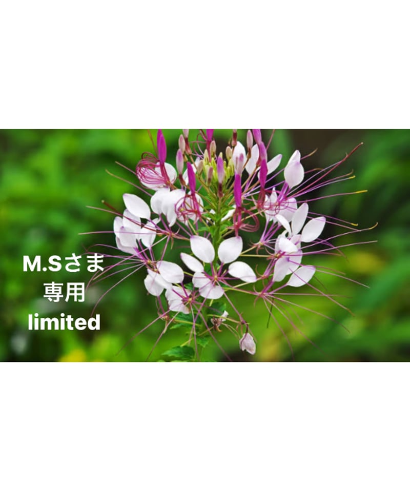 M.Sさま専用ページ | BlueOnionStore