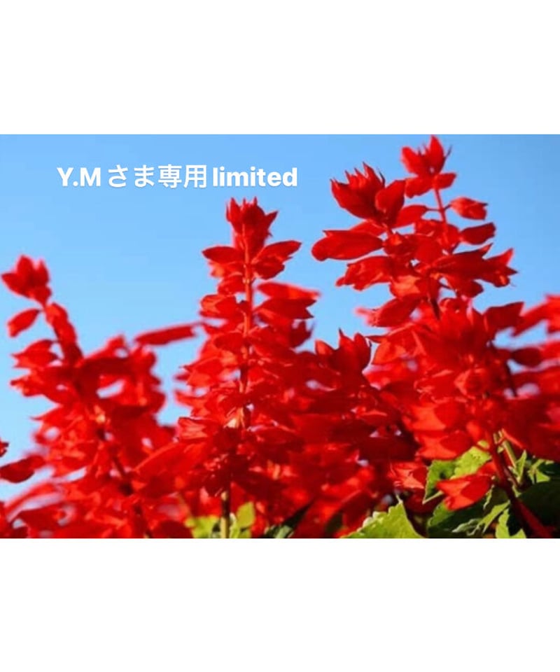 Y.Mさま専用ページ | BlueOnionStore