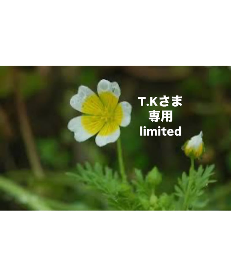T.Kさま専用ページ | BlueOnionStore