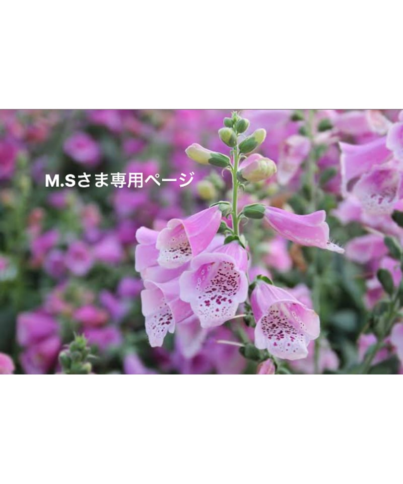 M.Sさま専用ページ | BlueOnionStore